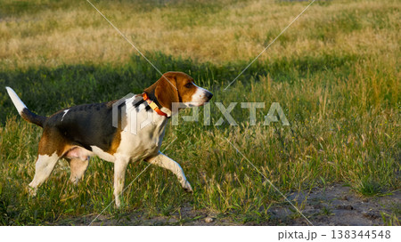 Cute hunting Beagle dog in search of prey in sunny light Cute hunting Beagle dog in search of prey in sunny light 138344548