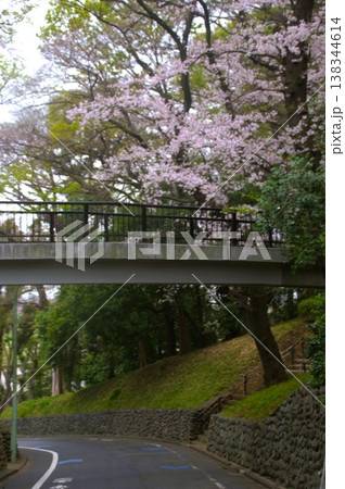 虹橋と桜 138344614