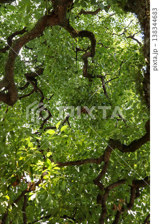 新緑の木と枝の木漏れ日 green tree nature photo 新緑の木と枝の木漏れ日 green tree nature photo 138344683