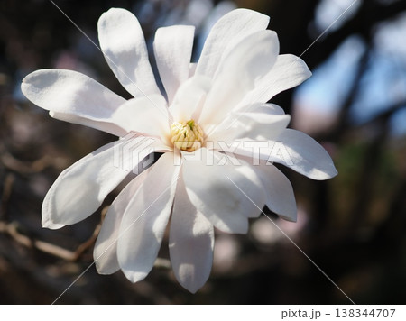 シデコブシの花（20260327151945） 138344707