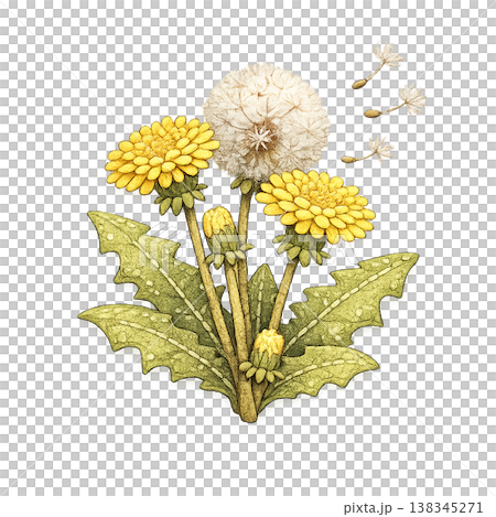 dandelion, seed fluff, wild flower, spring plant, nature scene, flying seeds, aesthetic nature, meadow flower, soft seeds, wind effect, natural growth, outdoor plant, field flower, delicate plant, nat 138345271