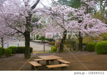 多摩川台公園の桜 多摩川台公園の桜 138345312