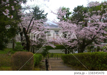 多摩川台公園と桜 138345470