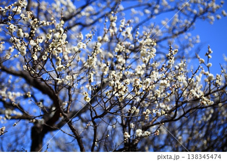 梅の花 梅の花 138345474
