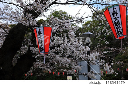 桜に彩られた提灯 138345479