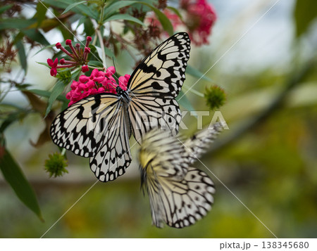 赤い花の蜜を吸うオオゴマダラ 赤い花の蜜を吸うオオゴマダラ 138345680