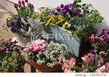 春の花の寄せ植え＆寄せ鉢 138345756