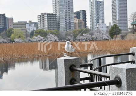 不忍池のユリカモメと上野の高層ビル群 桜の風景 不忍池のユリカモメと上野の高層ビル群 桜の風景 138345776