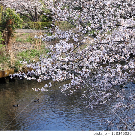 満開桜と川面に浮かぶ2羽の鳥 満開桜と川面に浮かぶ2羽の鳥 138346026