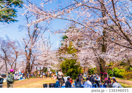 八王子市 桜祭り 富士森公園 八王子市 桜祭り 富士森公園 138346055