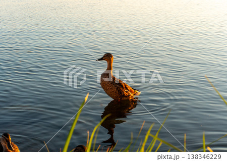 Ducks Swimming at Lake Shore at Sunset Ducks Swimming at Lake Shore at Sunset 138346229