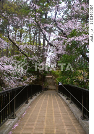 虹橋と桜 138346304