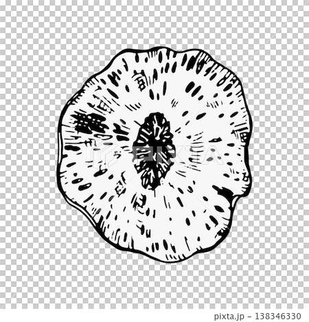 Vector illustration of a round coral or sponge fragment in black line art. Radial, organic texture with bold contours. Ideal for marine design, logos, prints, packaging or decorative graphics 138346330