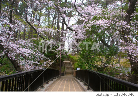 虹橋と桜 138346340