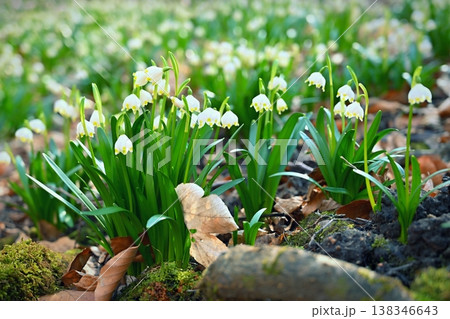 Spring snowflakes flowers. ( leucojum vernum carpaticum) Beautiful blooming flowers in forest with natural colored background. Spring snowflakes flowers. ( leucojum vernum carpaticum) Beautiful blooming flowers in forest with natural colored background. 138346643