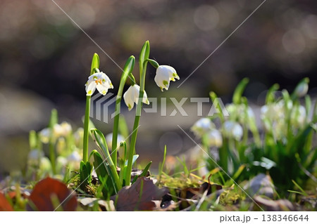 Spring snowflakes flowers. ( leucojum vernum carpaticum) Beautiful blooming flowers in forest with natural colored background. 138346644