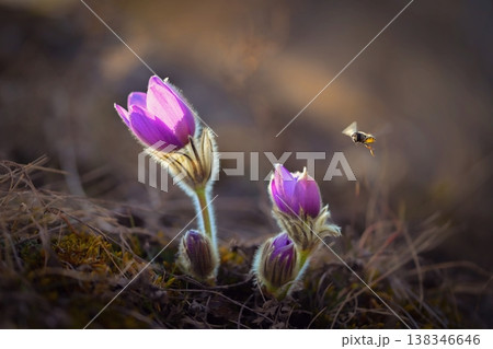 Spring flower. Nature with meadow and sunset. Seasonal concept for springtime. Beautifully blossoming pasque flower and sun with a natural colored background. (Pulsatilla grandis) 138346646