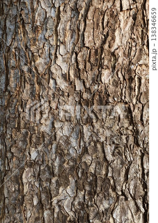 close up of tree bark texture  138346659