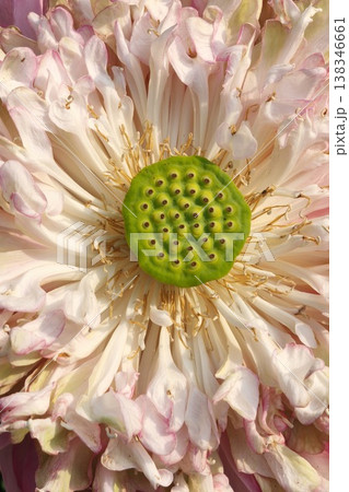 Close up pink color fresh lotus blossom  138346661