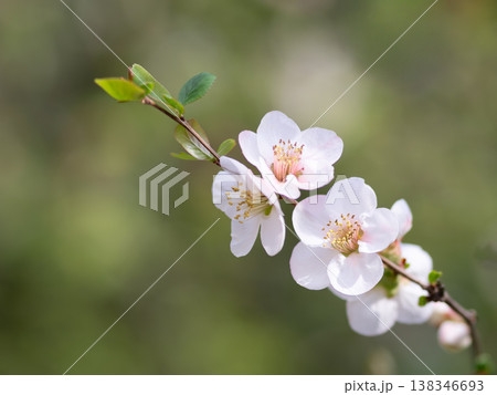 淡いピンクのボケの花 淡いピンクのボケの花 138346693