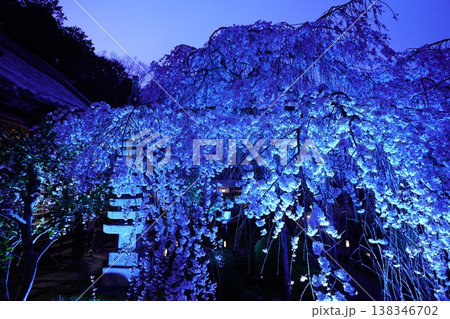 ライトアップされた夜のしだれ桜 138346702