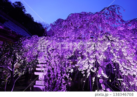 ライトアップされた夜のしだれ桜 138346708