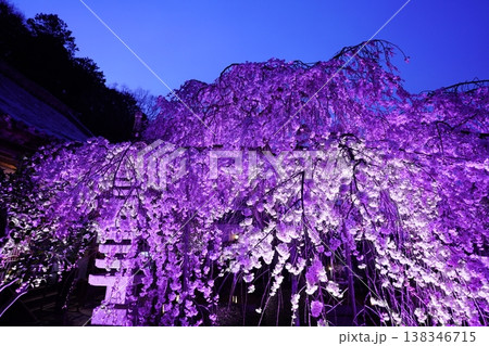 ライトアップされた夜のしだれ桜 ライトアップされた夜のしだれ桜 138346715