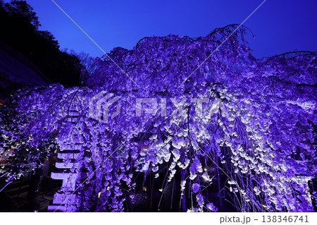 ライトアップされた夜のしだれ桜 ライトアップされた夜のしだれ桜 138346741