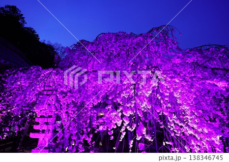 ライトアップされた夜のしだれ桜 ライトアップされた夜のしだれ桜 138346745