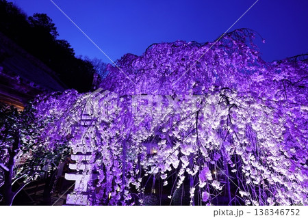 ライトアップされた夜のしだれ桜 ライトアップされた夜のしだれ桜 138346752