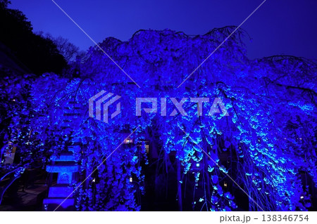 ライトアップされた夜のしだれ桜 ライトアップされた夜のしだれ桜 138346754