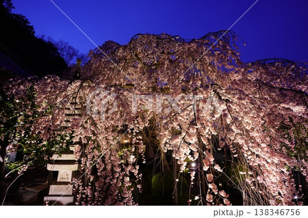 ライトアップされた夜のしだれ桜 ライトアップされた夜のしだれ桜 138346756