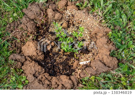 Basin around the plants, earthen bank to retain water, optimal watering and plant recovery 138346819