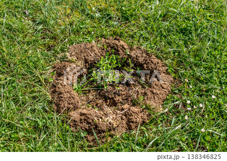 Basin around the plants, earthen bank to retain water, optimal watering and plant recovery 138346825