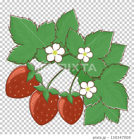 草莓和草莓花的插圖 草莓和草莓花的插圖 138347009