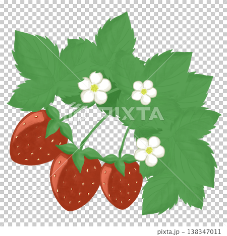 草莓和草莓花的插圖 草莓和草莓花的插圖 138347011
