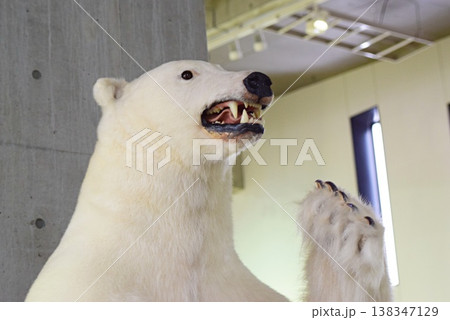 見上げるホッキョクグマの剥製 見上げるホッキョクグマの剥製 138347129