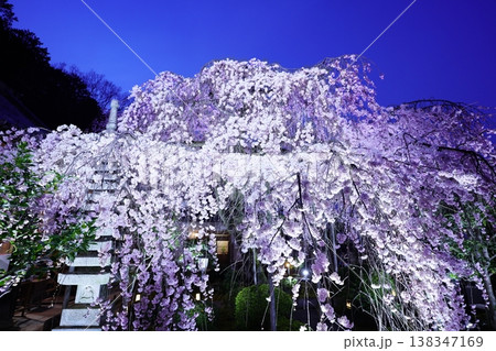 ライトアップされた夜のしだれ桜 ライトアップされた夜のしだれ桜 138347169