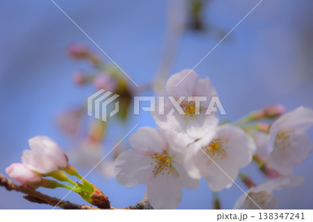 桜満開 ソメイヨシノ 桜満開 ソメイヨシノ 138347241