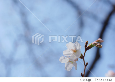 桜満開 ソメイヨシノ 桜満開 ソメイヨシノ 138347338