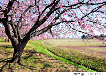 桜並木の綺麗な北浅羽桜堤公園 早咲きの安行寒桜 桜並木の綺麗な北浅羽桜堤公園 早咲きの安行寒桜 138347359