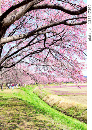 桜並木の綺麗な北浅羽桜堤公園　早咲きの安行寒桜 138347360