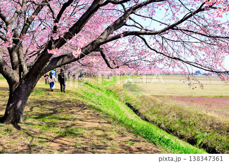 桜並木の綺麗な北浅羽桜堤公園 早咲きの安行寒桜 桜並木の綺麗な北浅羽桜堤公園 早咲きの安行寒桜 138347361