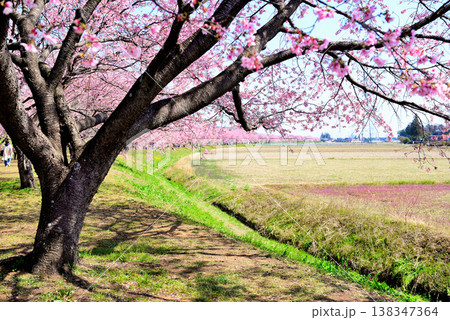 桜並木の綺麗な北浅羽桜堤公園　早咲きの安行寒桜 138347364