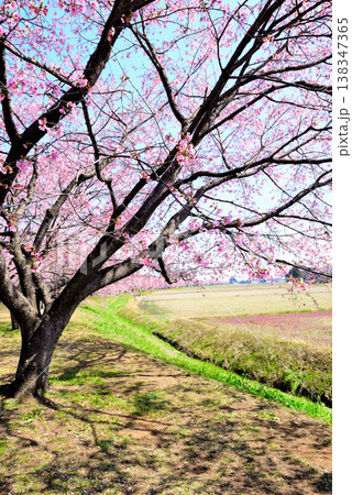 桜並木の綺麗な北浅羽桜堤公園　早咲きの安行寒桜 138347365
