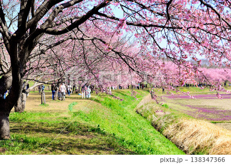 桜並木の綺麗な北浅羽桜堤公園 早咲きの安行寒桜 桜並木の綺麗な北浅羽桜堤公園 早咲きの安行寒桜 138347366