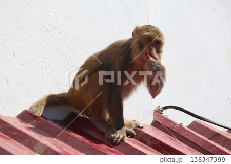 Wild monkey sitting on a red metal roof in Shimla, depicting playful urban wildlife behavior near hillside homes. Wild monkey sitting on a red metal roof in Shimla, depicting playful urban wildlife behavior near hillside homes. 138347399