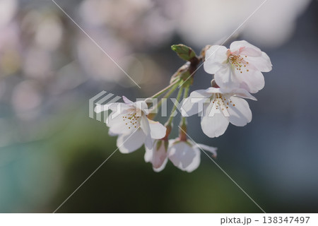 桜満開　　ソメイヨシノ 138347497