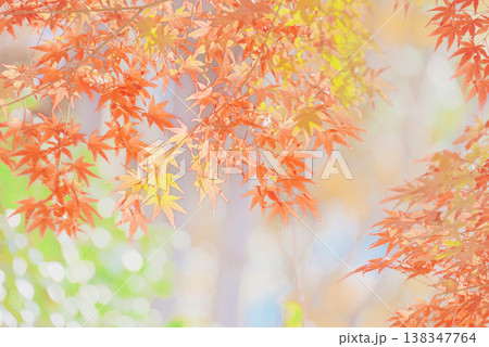 背景素材　鮮やかな紅葉 138347764