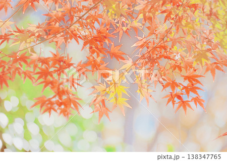 背景素材 鮮やかな紅葉 背景素材 鮮やかな紅葉 138347765